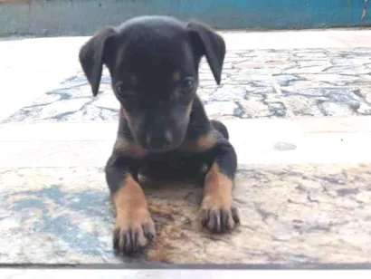 Cachorro raça SRD-ViraLata idade Abaixo de 2 meses nome Chico