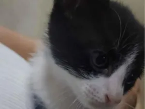 Gato raça SRD-ViraLata idade Abaixo de 2 meses nome frajola