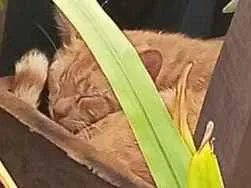 Gato raça SRD-ViraLata idade Abaixo de 2 meses nome laranjinha 