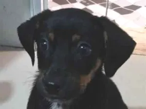 Cachorro raça SRD-ViraLata idade 2 a 6 meses nome Belinha 