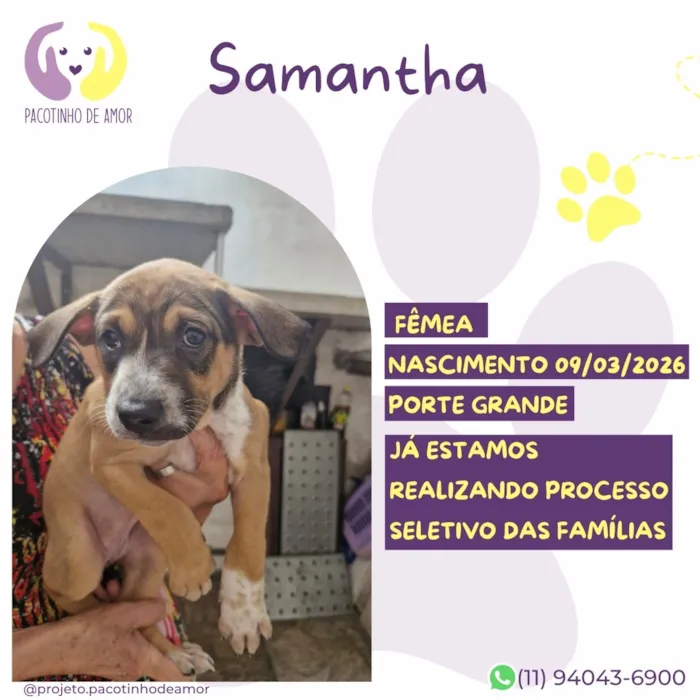 Cachorro raça SRD-ViraLata idade 7 a 11 meses nome Samantha