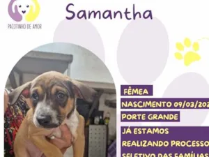 Cachorro raça SRD-ViraLata idade 7 a 11 meses nome Samantha