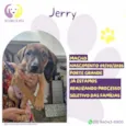 Jerry