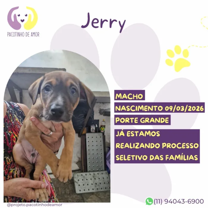 Cachorro raça SRD-ViraLata idade 2 a 6 meses nome Jerry