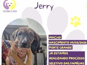 Cachorro raça SRD-ViraLata idade 2 a 6 meses nome Jerry