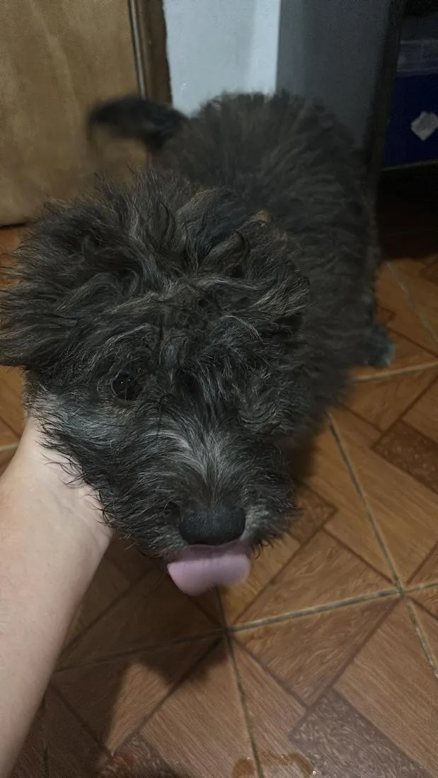 Cachorro raça SRD-ViraLata idade 2 a 6 meses nome Max