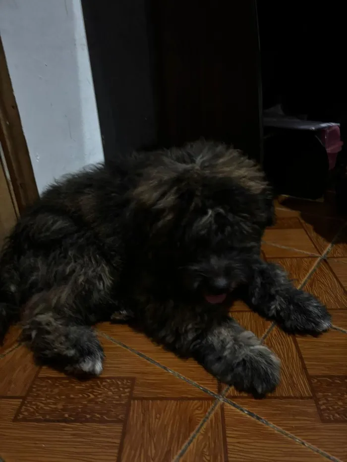 Cachorro raça SRD-ViraLata idade 2 a 6 meses nome Max