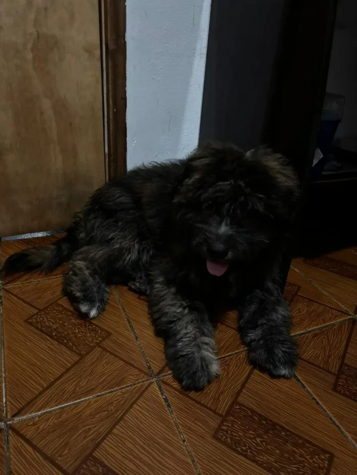 Cachorro raça SRD-ViraLata idade 2 a 6 meses nome Max