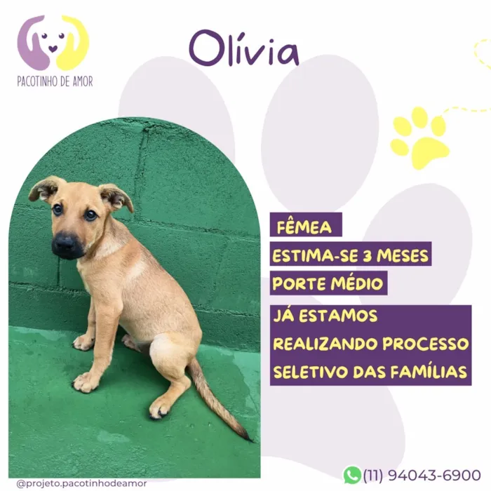 Cachorro raça SRD-ViraLata idade 2 a 6 meses nome Olivia