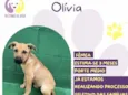 Olivia