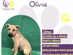 Cachorro raça SRD-ViraLata idade 2 a 6 meses nome Olivia