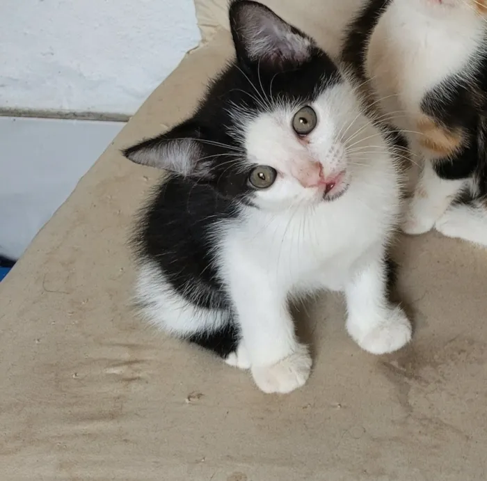 Gato raça SRD-ViraLata idade 2 a 6 meses nome Quinteto animado