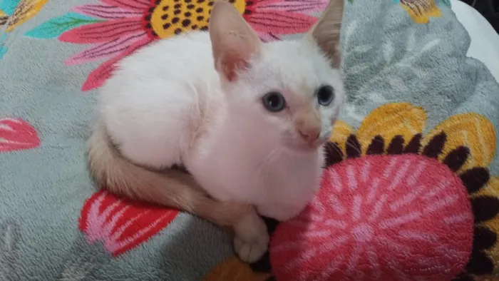 Gato raça SRD-ViraLata idade 2 a 6 meses nome branquinho e oncinha
