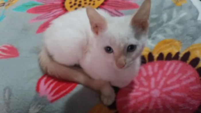 Gato raça SRD-ViraLata idade 2 a 6 meses nome branquinho e oncinha