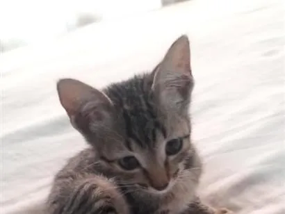 Gato raça SRD-ViraLata idade 2 a 6 meses nome branquinho e oncinha