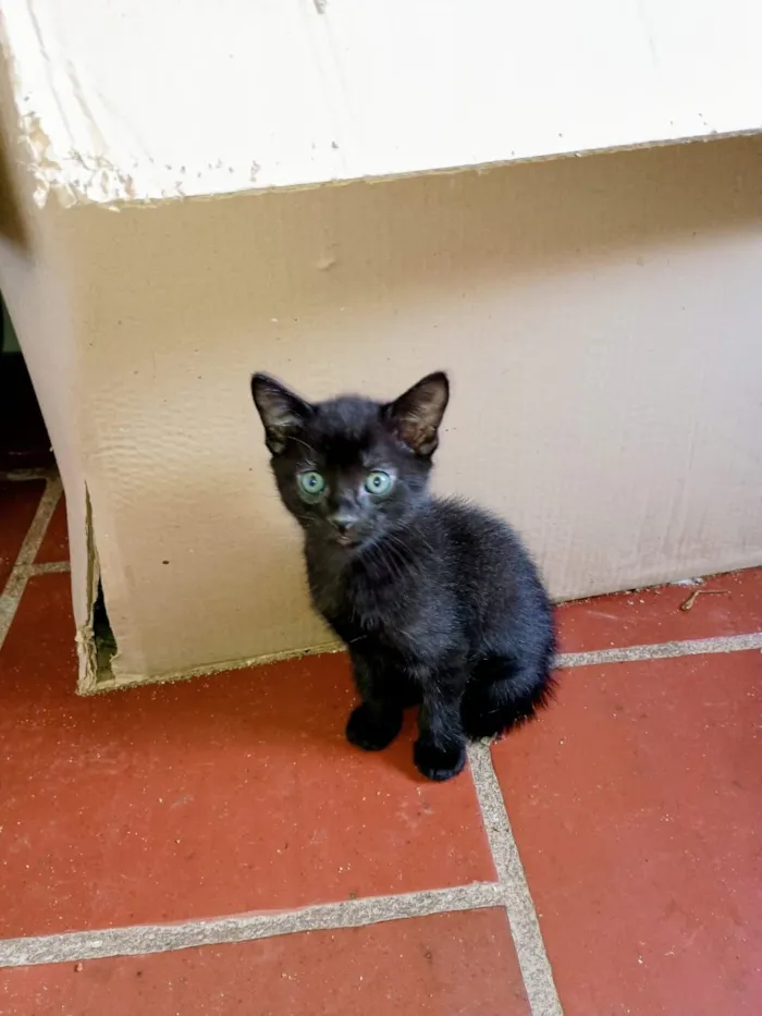 Gato raça SRD-ViraLata idade 2 a 6 meses nome Quinteto animado