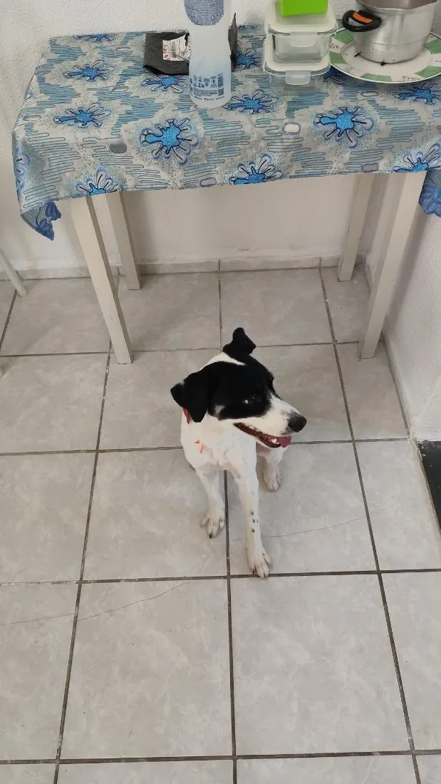 Cachorro raça SRD-ViraLata idade 7 a 11 meses nome Thor