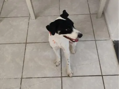 Cachorro raça SRD-ViraLata idade 7 a 11 meses nome Thor