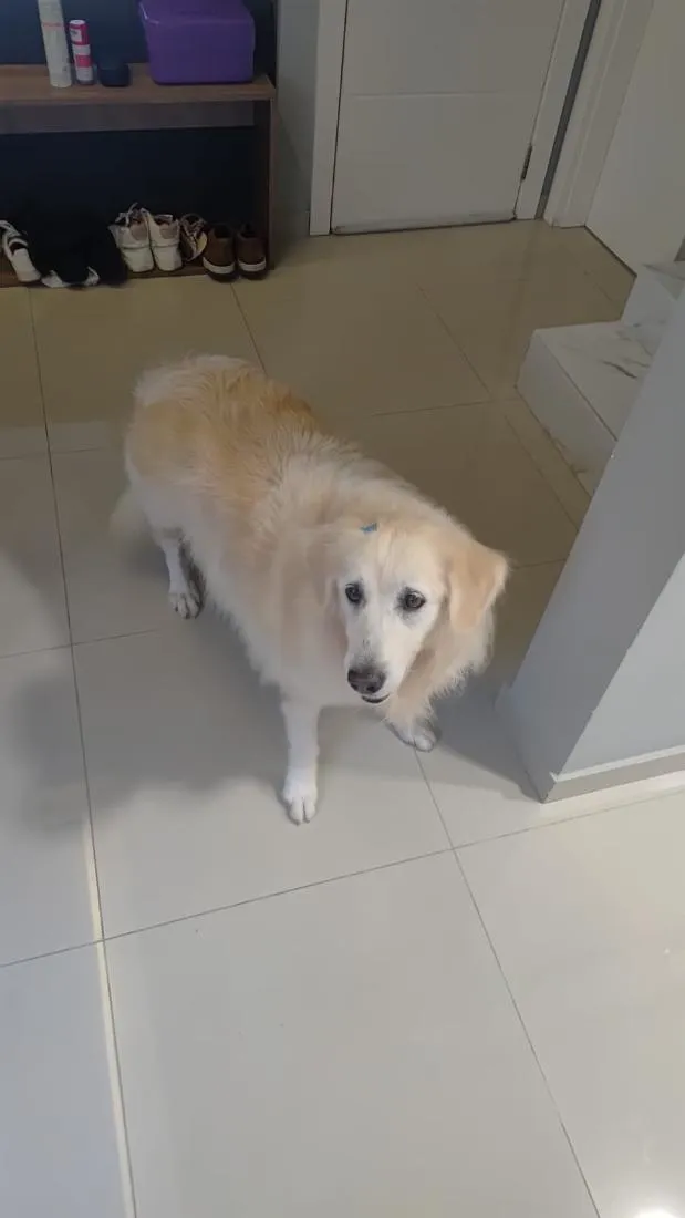 Cachorro raça Golden Retriever idade 6 ou mais anos nome Laila