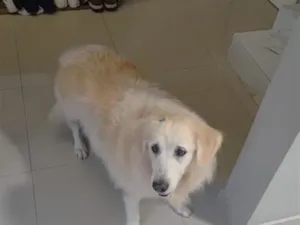 Cachorro raça Golden Retriever idade 6 ou mais anos nome Laila