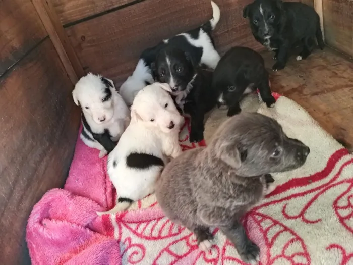 Cachorro raça SRD-ViraLata idade 2 a 6 meses nome amora