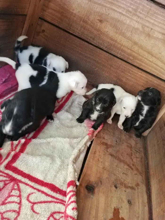 Cachorro raça SRD-ViraLata idade 2 a 6 meses nome amora