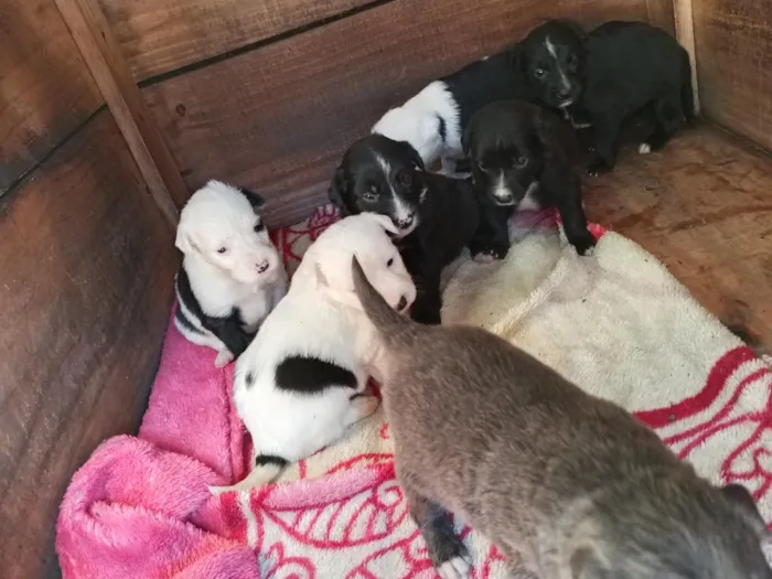 Cachorro raça SRD-ViraLata idade 2 a 6 meses nome amora