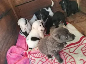 Cachorro raça SRD-ViraLata idade 2 a 6 meses nome amora