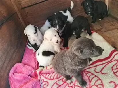 Cachorro raça SRD-ViraLata idade 2 a 6 meses nome amora