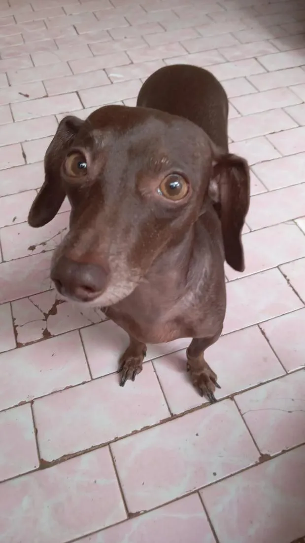 Cachorro raça SRD-ViraLata idade 5 anos nome Baby