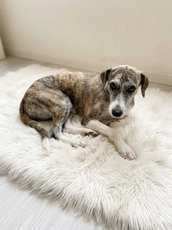 Cachorro raça SRD-ViraLata idade 1 ano nome Kina