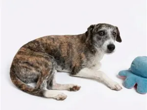 Cachorro raça SRD-ViraLata idade 1 ano nome Kina