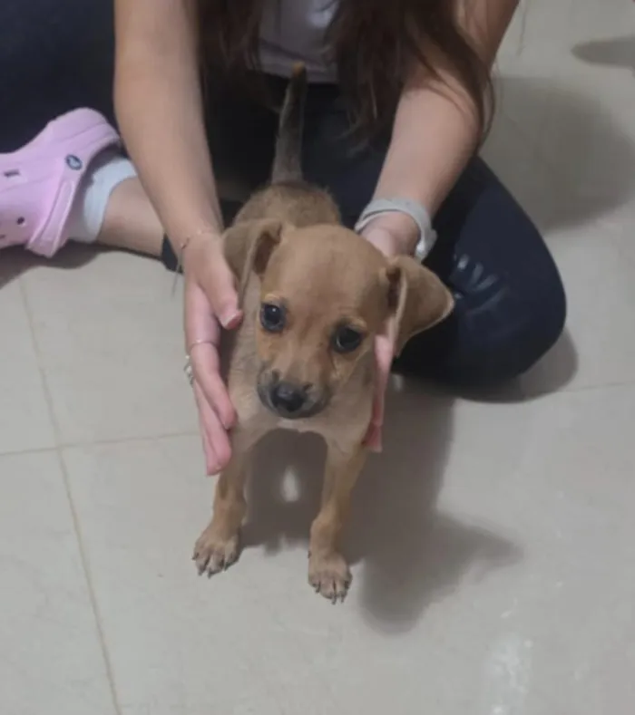 Cachorro raça SRD-ViraLata idade Abaixo de 2 meses nome gisa