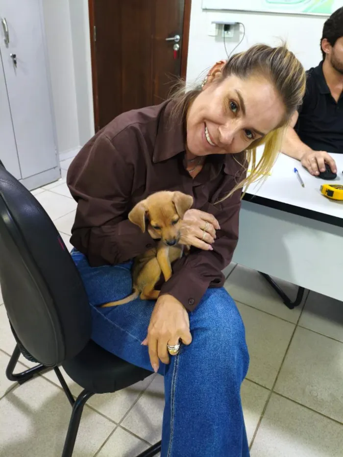 Cachorro raça SRD-ViraLata idade Abaixo de 2 meses nome gisa