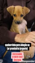 gisa