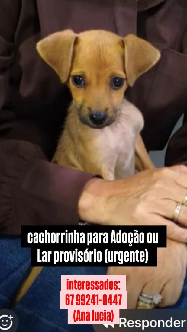 Cachorro raça SRD-ViraLata idade Abaixo de 2 meses nome gisa