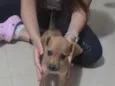 gisa