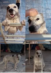 Cachorro raça SRD-ViraLata idade 5 anos nome Pirata