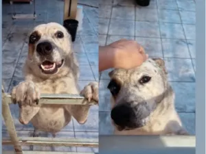 Cachorro raça SRD-ViraLata idade 5 anos nome Pirata
