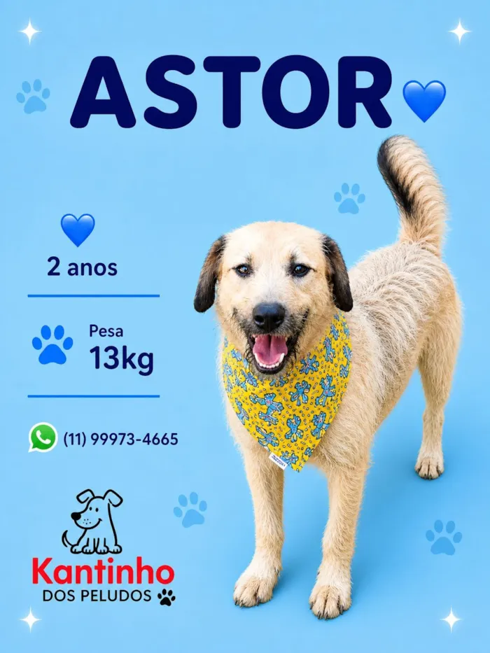 Cachorro raça SRD-ViraLata idade 2 anos nome Astor