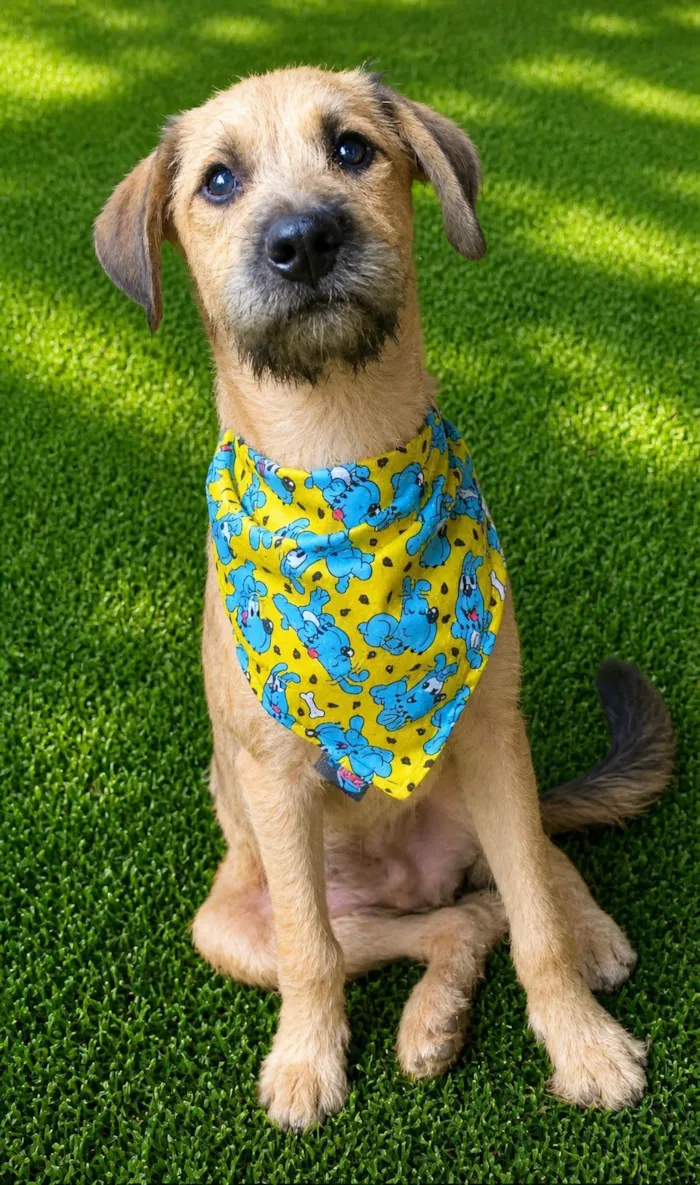 Cachorro raça SRD-ViraLata idade 2 anos nome Astor