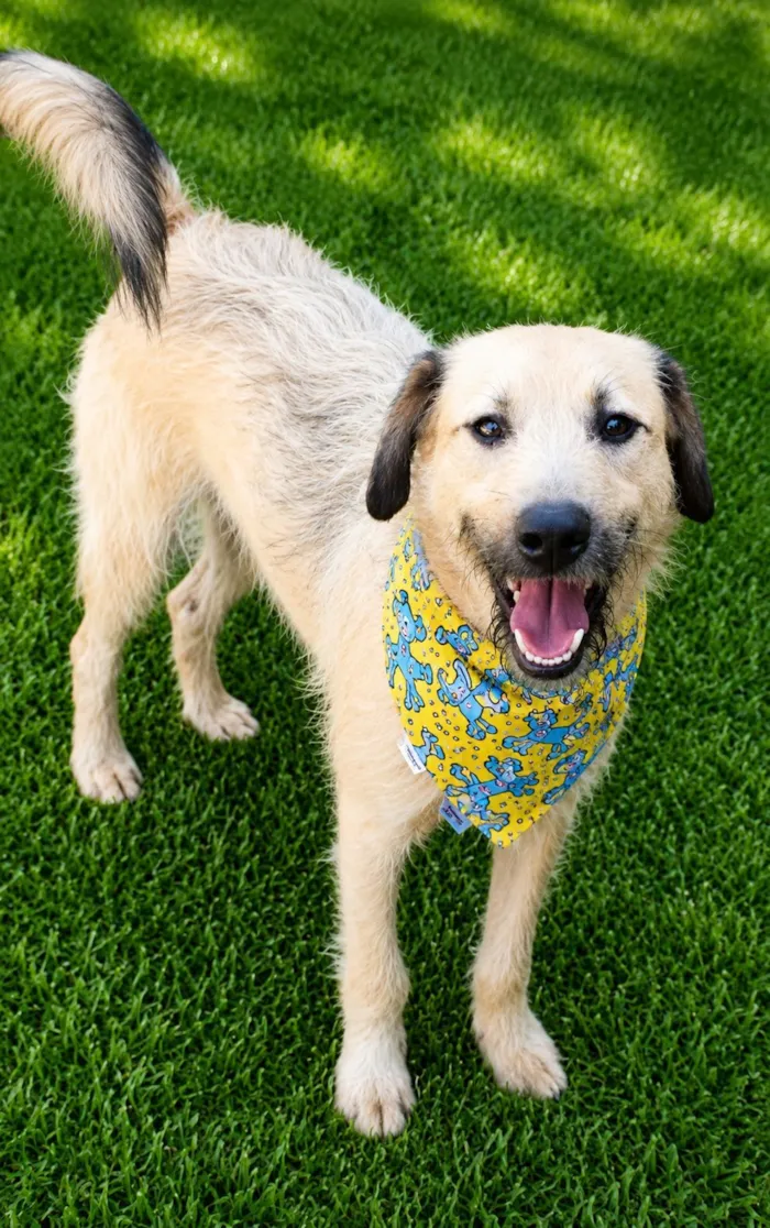 Cachorro raça SRD-ViraLata idade 2 anos nome Astor