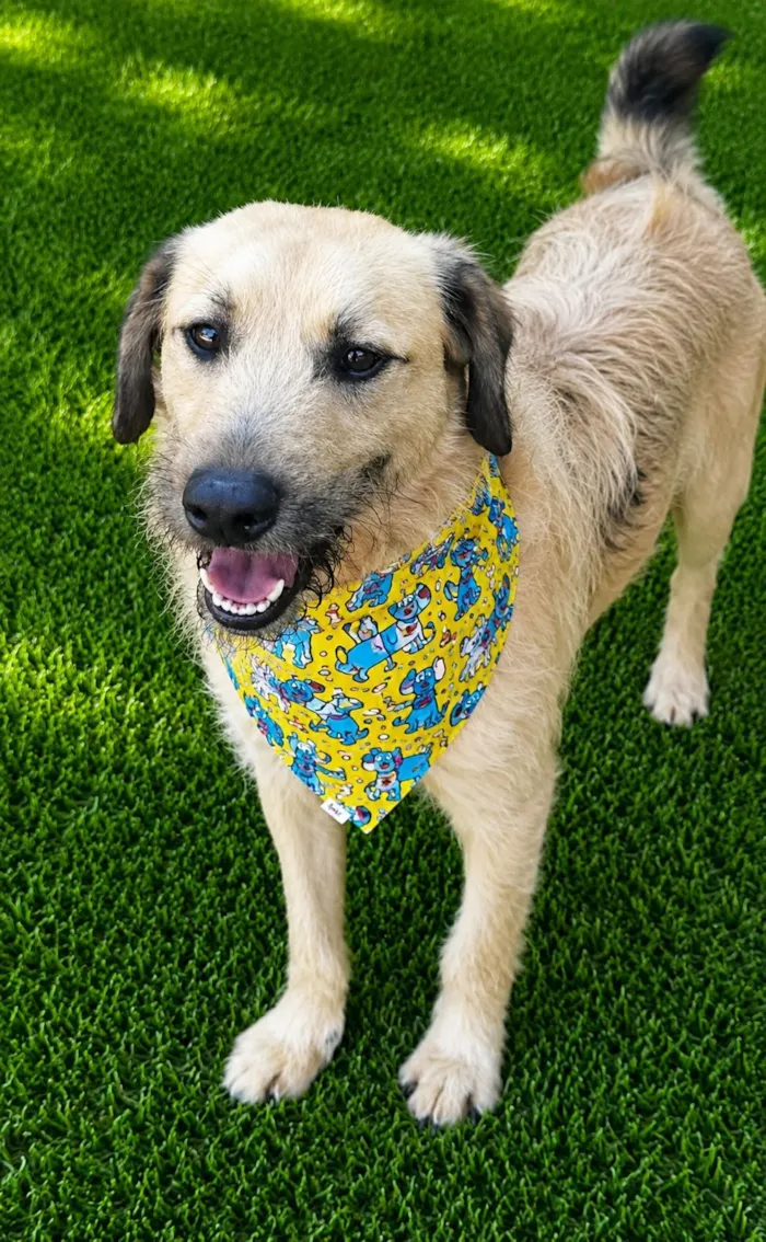 Cachorro raça SRD-ViraLata idade 2 anos nome Astor