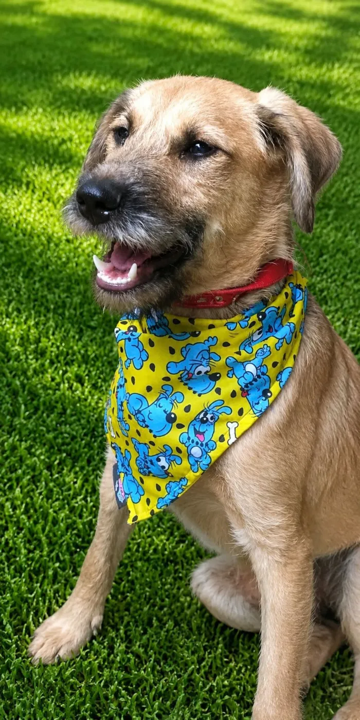 Cachorro raça SRD-ViraLata idade 2 anos nome Astor