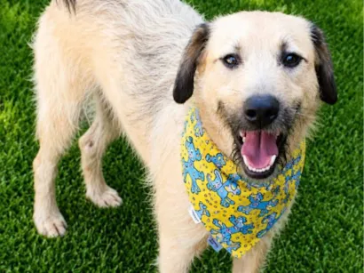 Cachorro raça SRD-ViraLata idade 2 anos nome Astor