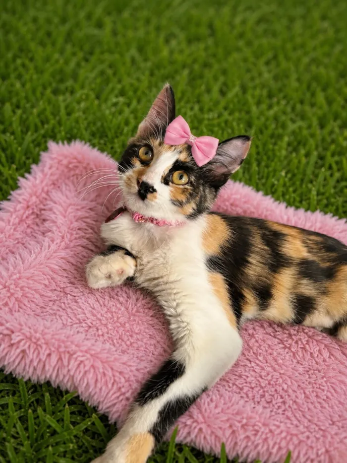 Gato raça SRD-ViraLata idade 2 a 6 meses nome Napolitana 