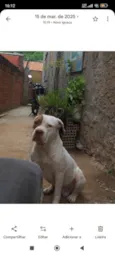 Xamã