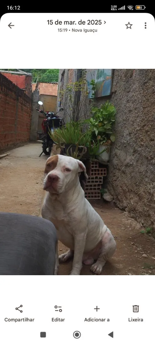 Cachorro raça Pit-Bull idade 3 anos nome Xamã