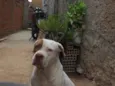 Xamã
