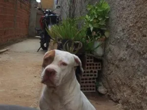 Cachorro raça Pit-Bull idade 3 anos nome Xamã